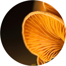 Mushroom (B3)